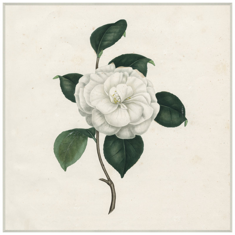 White Magnolia Giclee Print