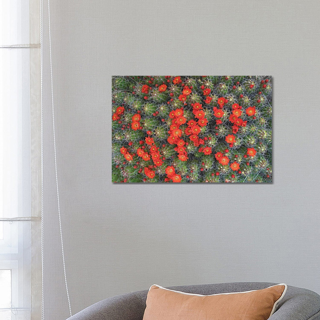 Claret Cup Cactus Detail Of Flowers In Bloom, North America I von Tim Fitzharris - Gallery-Wrapped Canvas Giclée on Canv...