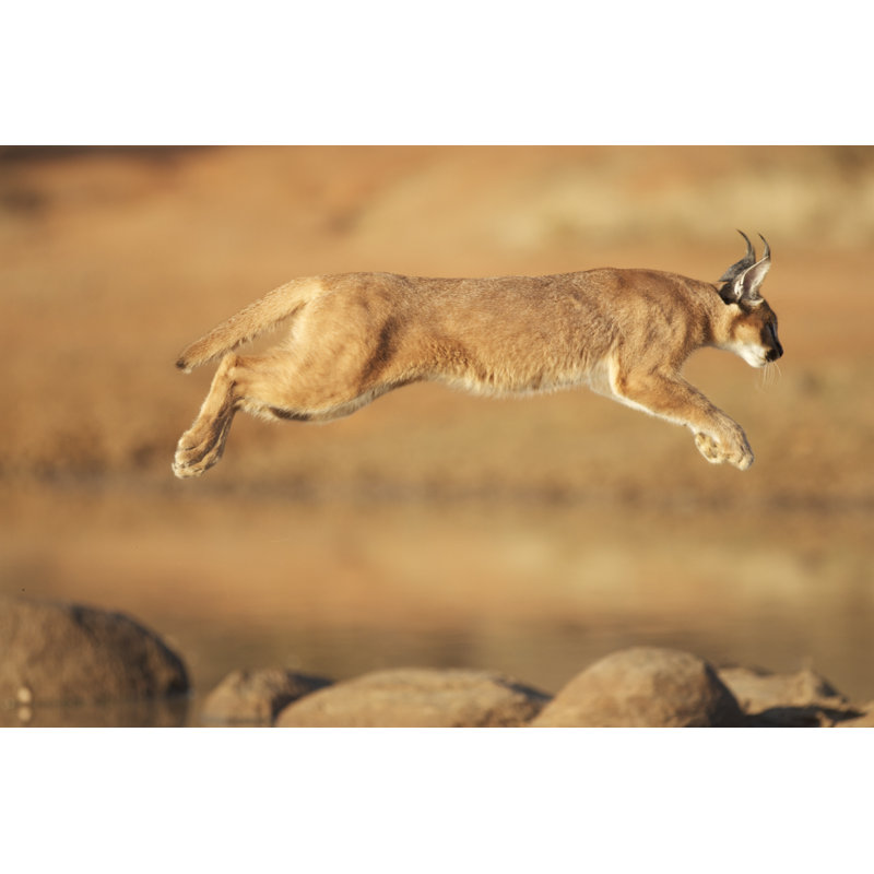 African Caracal Jumping 1 Piece Wrapped Canvas Wall Art, 20cm H x 30cm W