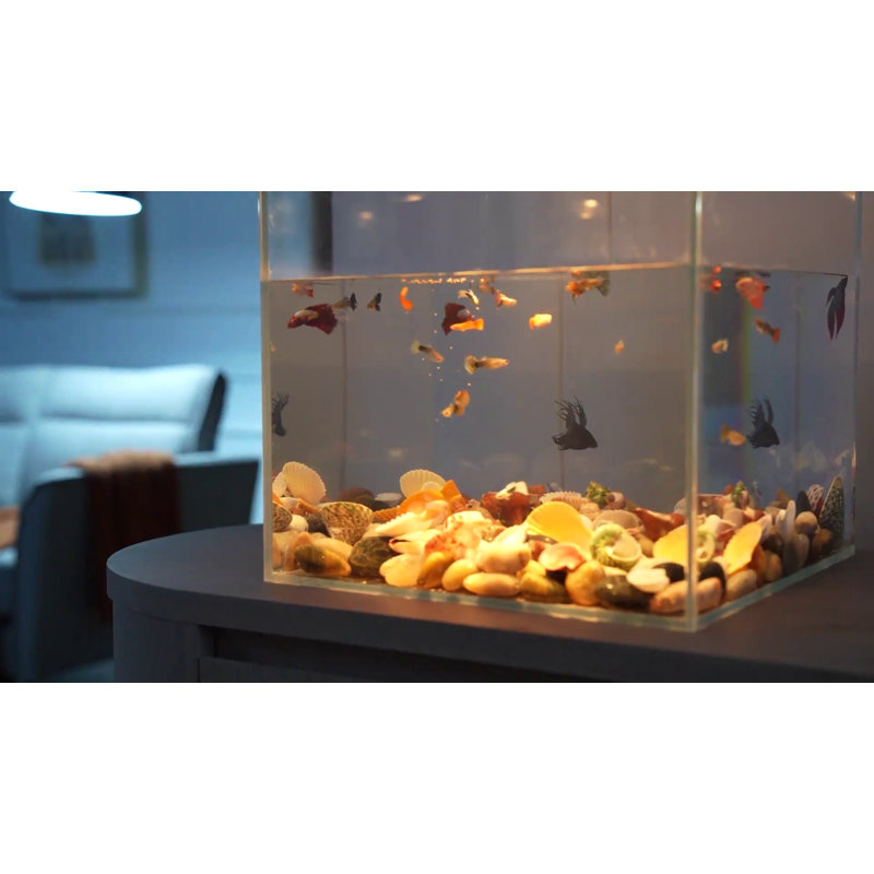 Cove 11 Gallon Clear Glass Fish Tank with Removable Lid