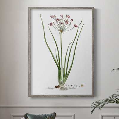 Rose Botanical II Framed Print - Solid Wood 47458