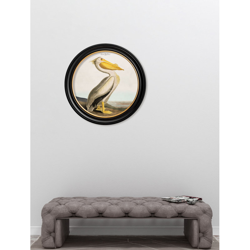 Pelican Light Background In Round Frame by Audubon - Single Picture Frame Print on Archival Matt 230gsm Paper
