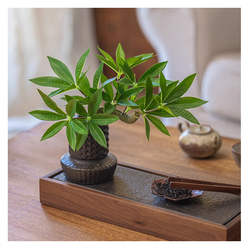 Mini plante verte en pot