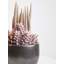 25cm Faux Succulent in Ceramic Pot