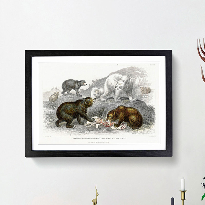Polar, Grizzly and Bears by Oliver Goldsmith - Picture Frame Painting Print, 27cm H x 36cm W x 2cm D, Black Framed