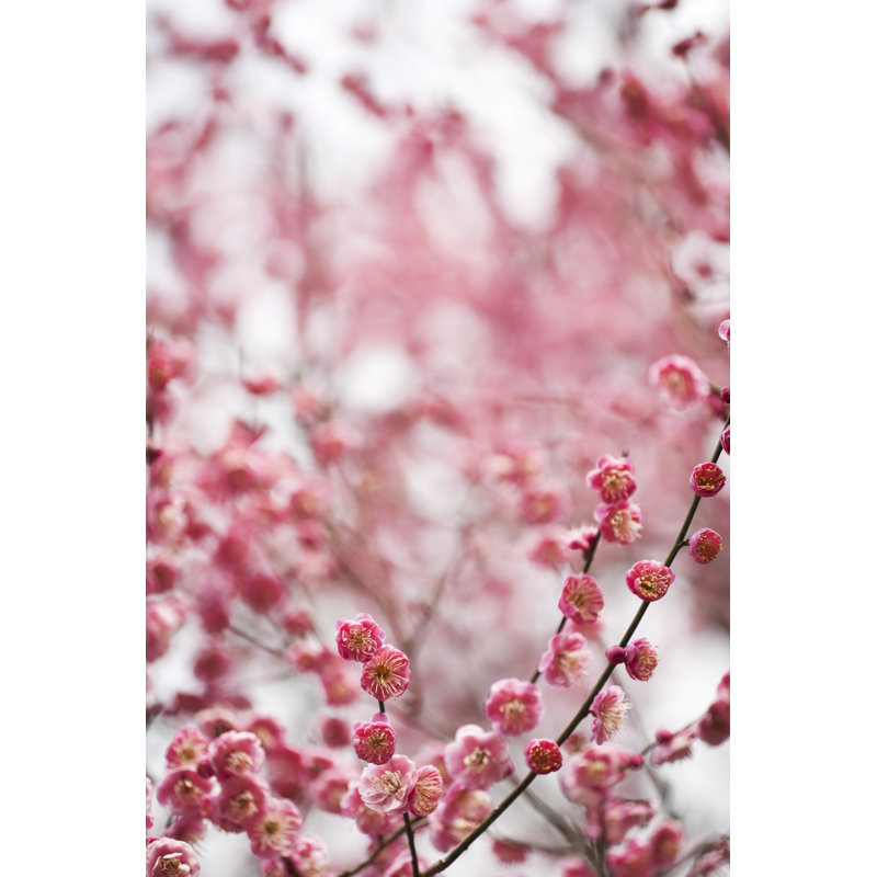 Red Plum Blossoms by Ooyoo - No Frame Print on Canvas, 122cm H x 81cm W