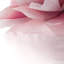  Housse et insert de coussin décoratif décoratif à motif de pivoines 3D