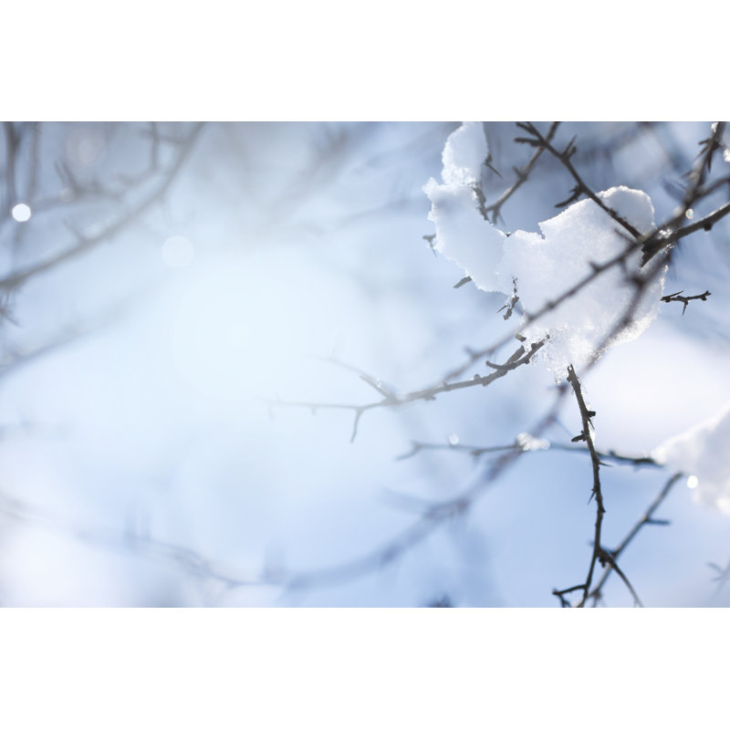 Branche d'hiver par Bgfoto, H 24 po x l 36 po