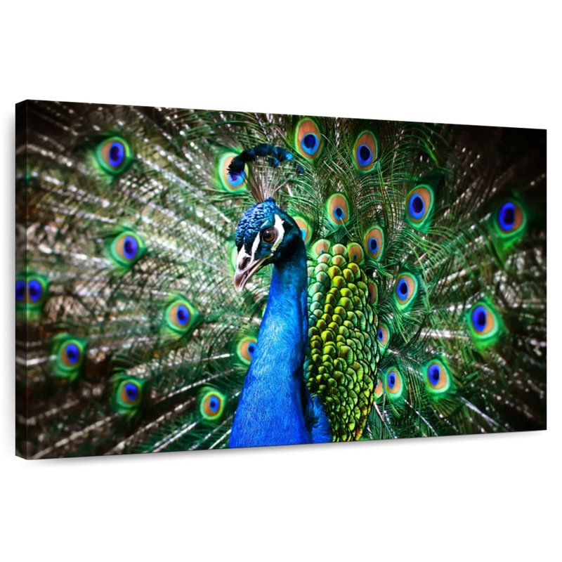 Brampt Peacock Show, 16" H x 24" W