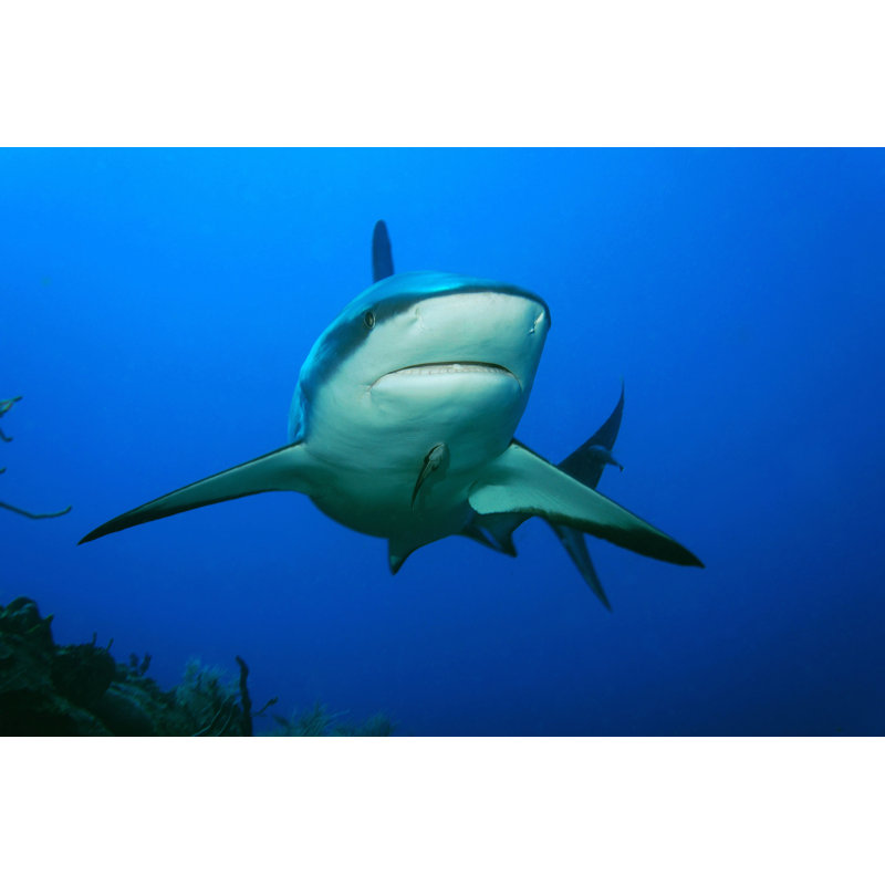 " Caribbean Reef Shark " by Jerryludwig, 32" H x 48" W
