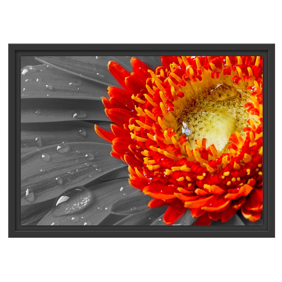 Gerahmtes Wandbild Gerbera mit Wassertropfen