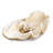 Imperial Clam-17648924