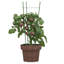 Antipus Metal Plant Support-794521519