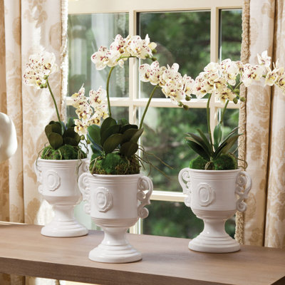 Orchidée Stiles