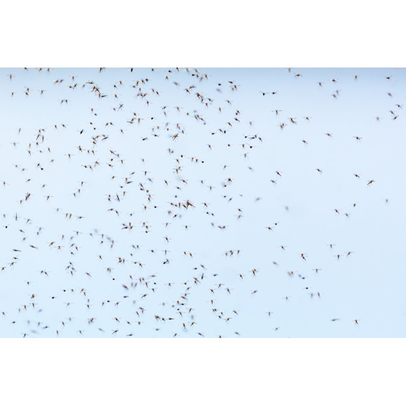 Mosquitoes Swarm - Wrapped Canvas Print, 51cm H x 76cm W