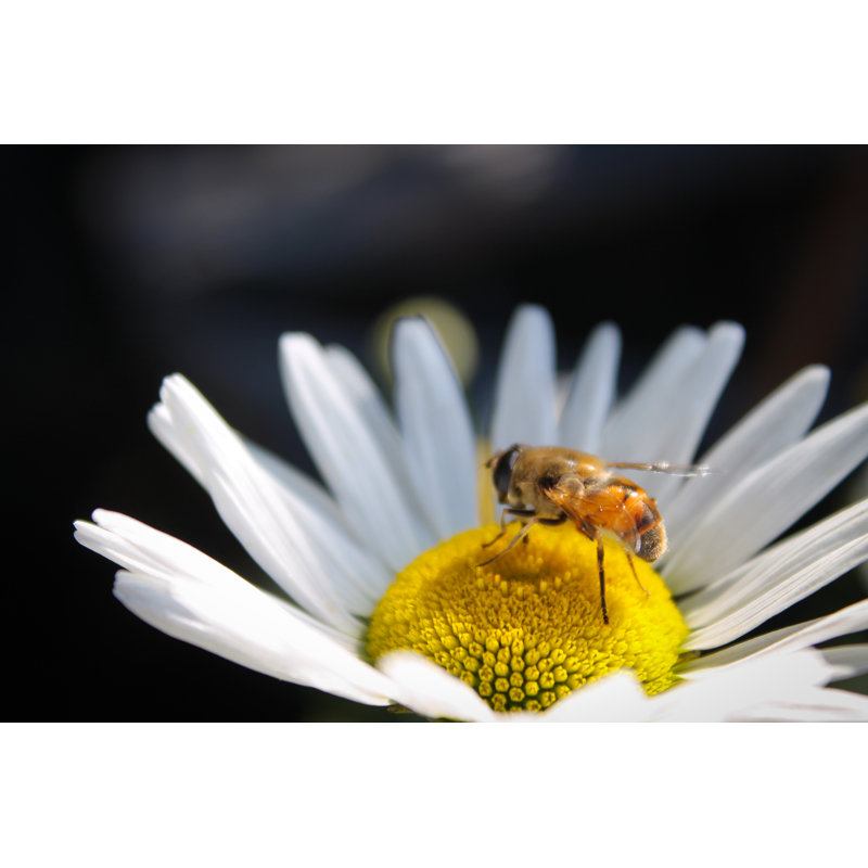 Arramine Daisy And Insect - Wrapped Canvas Print, 30cm H x 46cm W x 3.8cm D