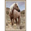Blonde Stallion Print by Nathan Turner