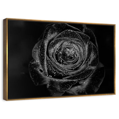 Black Baccara Rose