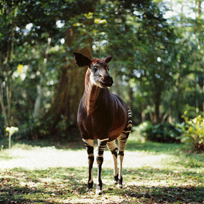 " Okapi " by Gleb_Ivanov