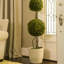 Preserved Boxwood Double Ball Topiary in Pot-465220151