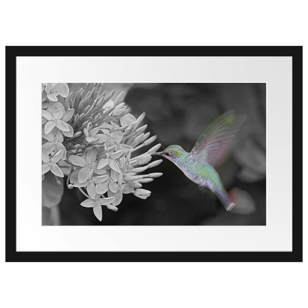 Gerahmtes Poster Kolibri auf einer Blume