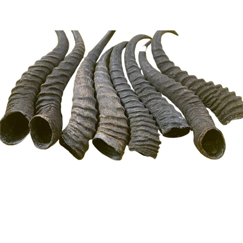 Natural Springbok Horns (Set of 2/Left And Right)