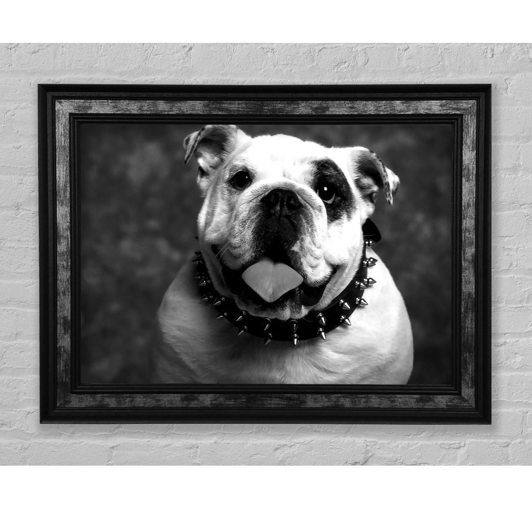 Englische Bulldogge - Druck