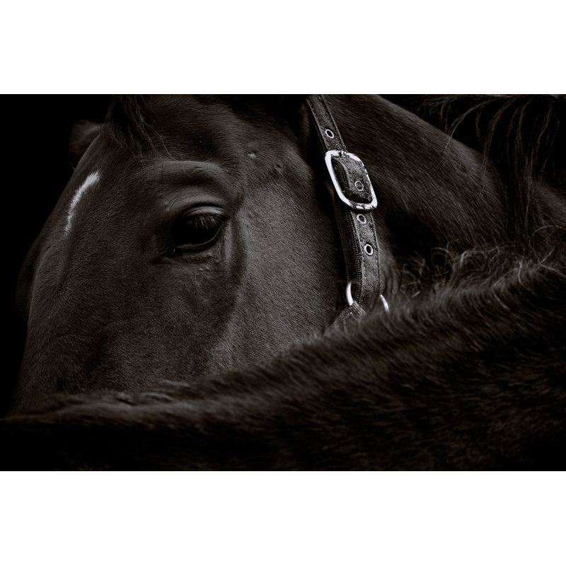 Dark Brown Horse by Thomas Marx - Wrapped Canvas Print, 30cm H x 46cm W