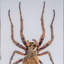 Genuine Medium Spider In Lucite