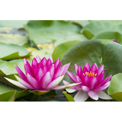 " Blooming Water Lilies " by Jlbuyz