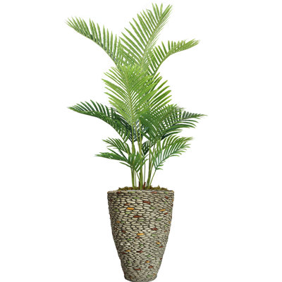 Panama en pot