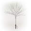 Arbres et branches alpins éclairés-277961691
