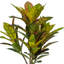  36 po. Plante en pot Croton.-1847274248