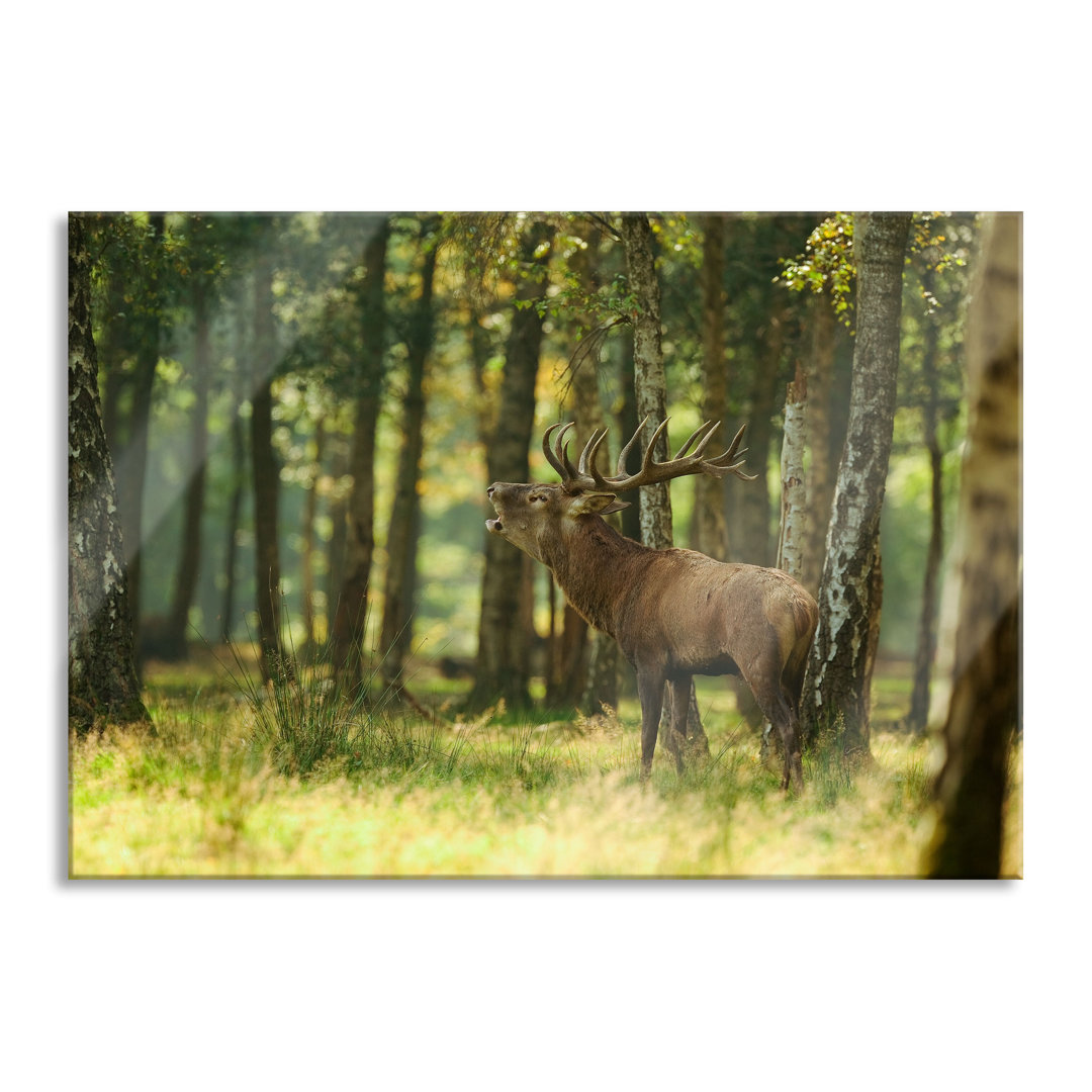 Glasbild Hirsch im Wald