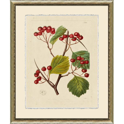Wilts Red Berries VI - Cadre photo, impression sur papier