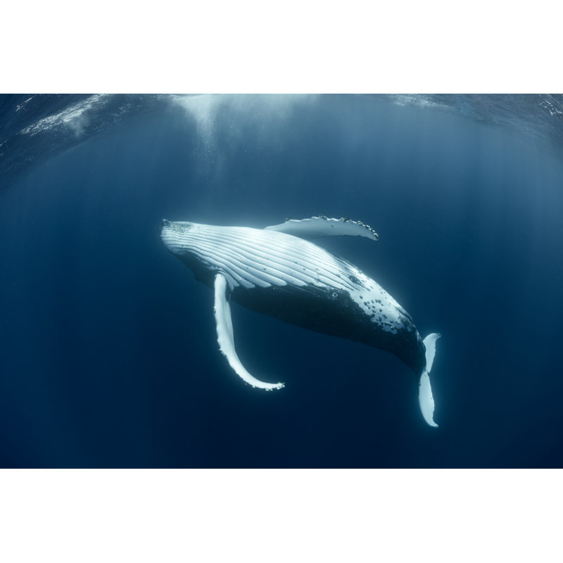 Humpback Whale Relaxing by Michael Zeigler - Wrapped Canvas Print, 61cm H x 91cm W