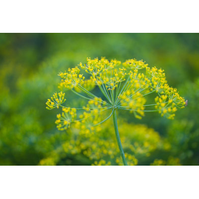" Close-Up Of Fennel " by Annadudek