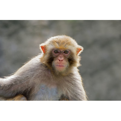 Portrait de Macaque rhésus - Photographie sur toile tendue