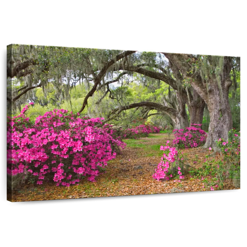 Harnek Azaleas And Oak Tree