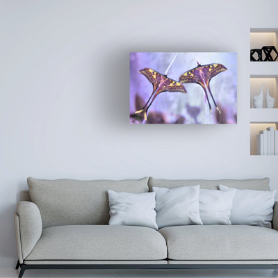 Bolog Jimmy Hoffman Actias Canvas Art