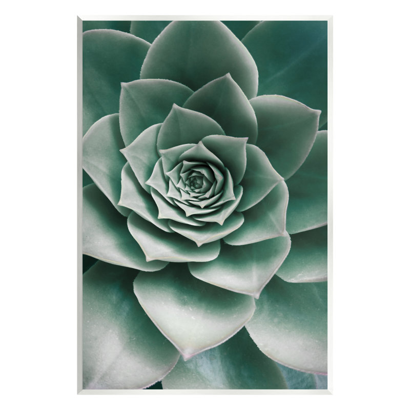 "Stupell Industries Green Succulent", photographie sur plaque murale par Sissi et Seb, H 15 po x l 10 po x P 0,5 po