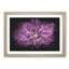 Pink Dahlia Flower - Picture Frame Graphic Art Print-56861348-56861347