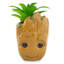 Plante de 6 po