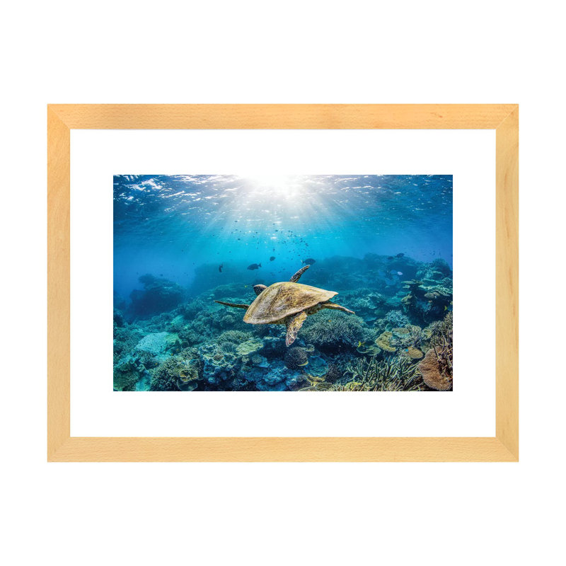 Reef Glider par Jordan Robins - reproduction d'art, Blanc, Toile avec cadre en bois beige, H 16 po x l 24 po x P 1 po