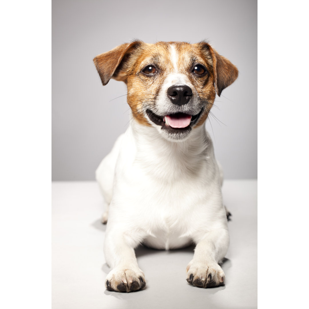 Jack Russel Terrier