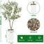 150cm Plant