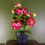 52cm Faux Flowering Plant in Pot Liner