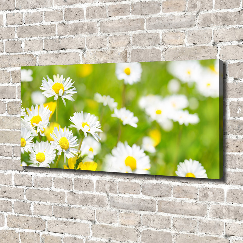 Daisies - Wrapped Canvas Print
