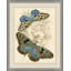 Naturalist Library Papillion 1 Print