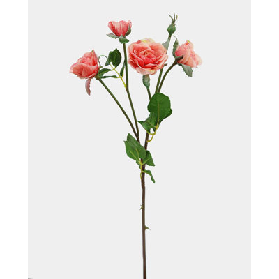 Coucher de soleil roses corail Floribunda 19 po